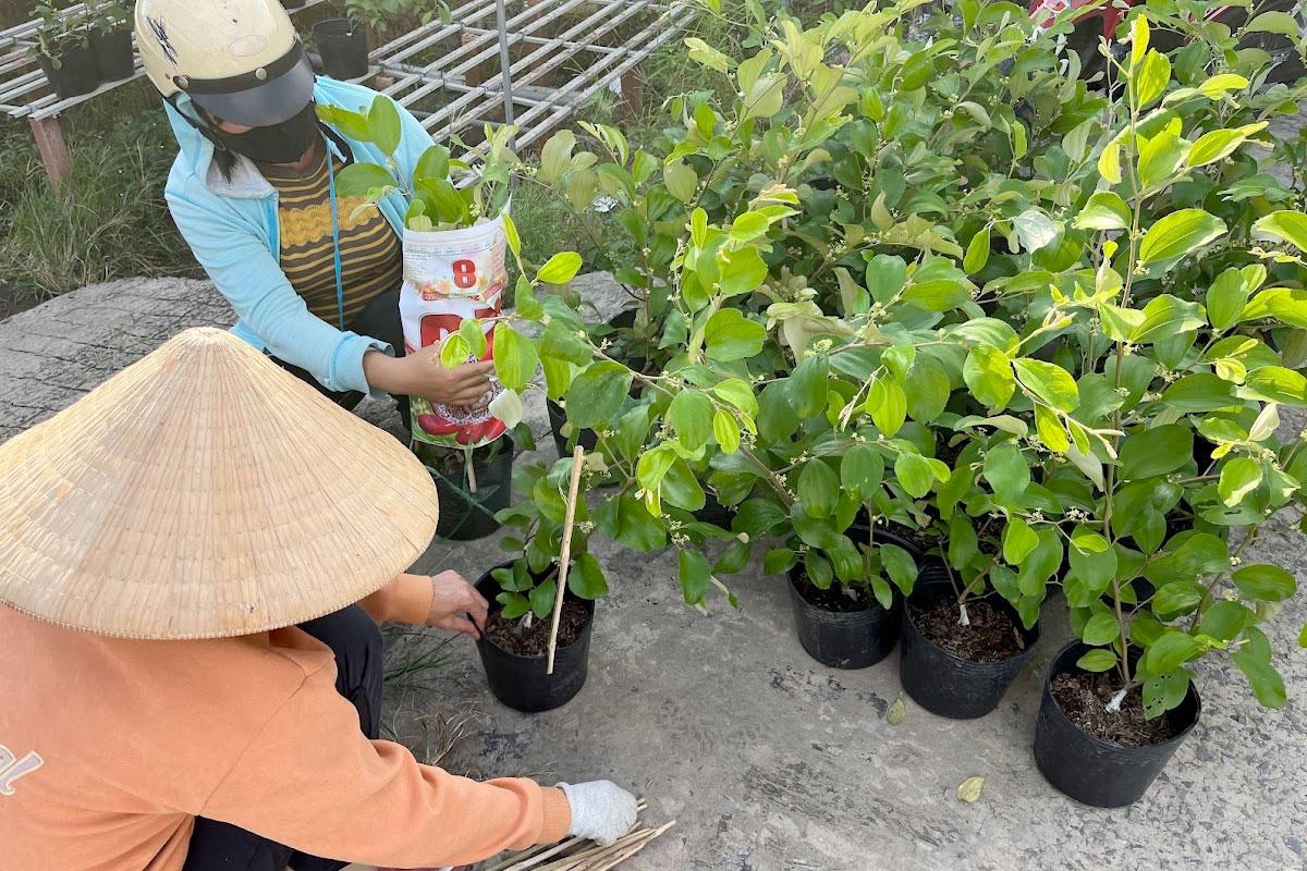 Chọn mua cây giống táo ta chuẩn giống tại Nhà vườn uy tín