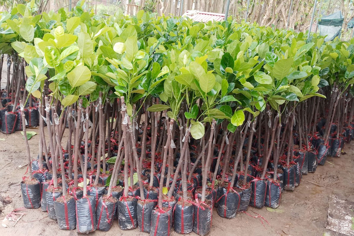 Chọn mua cây giống Mít đạt chuẩn tại các Nhà vườn Uy tín