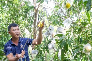 Bao quả Vú sữa hoàng kim tránh các loại sâu, côn trùng phá hoại