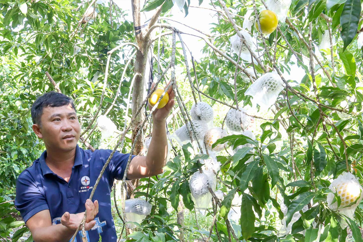 Bao quả Vú sữa hoàng kim tránh các loại sâu, côn trùng phá hoại