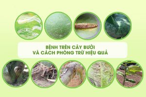 Bệnh trên cây Bưởi và Cách phòng trừ hiệu quả