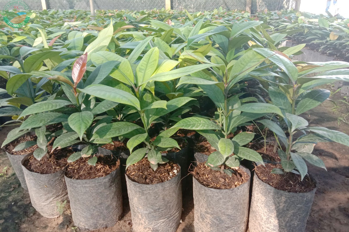 Cây giống Măng cụt tại Vườn ươm
