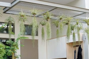 Cây không khí - Xu hướng cây cảnh mới hiện nay