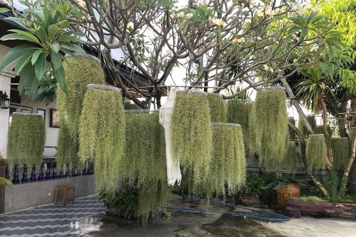Cây không khí Tóc tiên (Tillandsia)