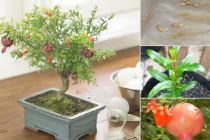 Kỹ thuật trồng, uốn và tạo dáng cho cây Lựu bonsai