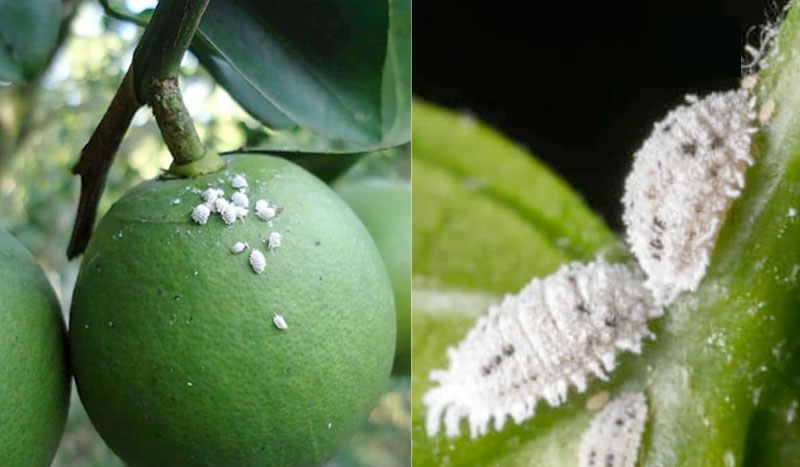 Rệp sáp gây hại trên Bưởi