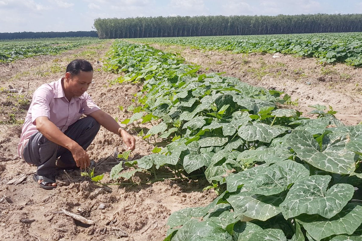 Mô hình trồng Bí ngô, bí đỏ năng suất cao giúp Bà con thoát nghèo
