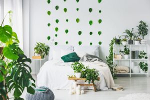Cây cảnh Phòng ngủ được ưa chuộng nhất hiện nay