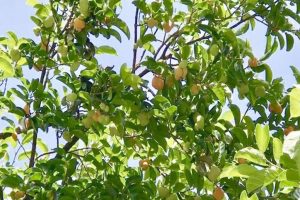 Hình ảnh cây Chay đang quả