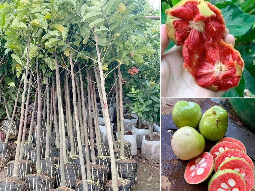 Cây giống Chay ruột đỏ tại Khu Vườn Xanh