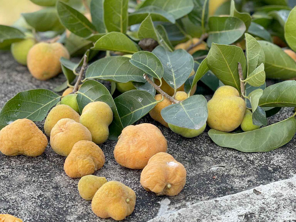 Quả chay được đánh giá có vị chua thanh, dễ chịu, không quá gắt như me hay quá dịu như sấu