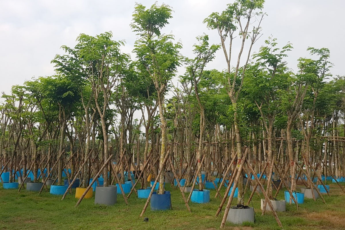 Vườn ươm cây xanh công trình tại Khu Vườn Xanh