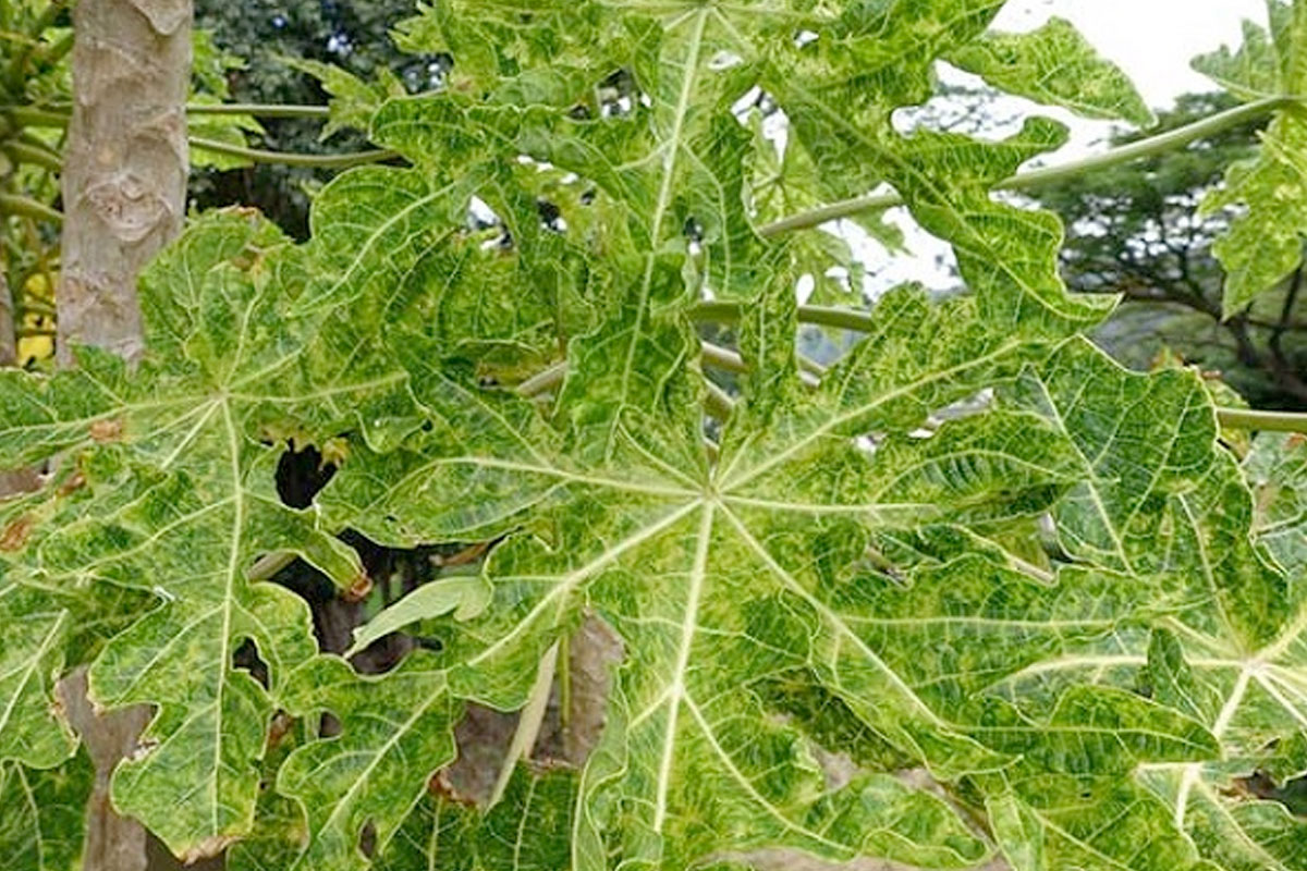 Bệnh vàng xoắn lá Đu đủ