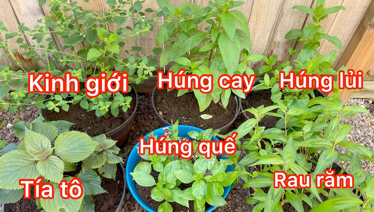 Các loại Rau thơm, gia vị cũng khá dễ trồng và nhanh cho thu hoạch