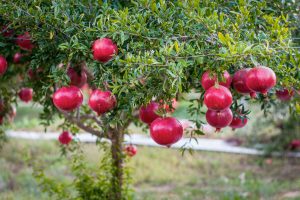 Kỹ thuật trồng và chăm sóc cây Lựu