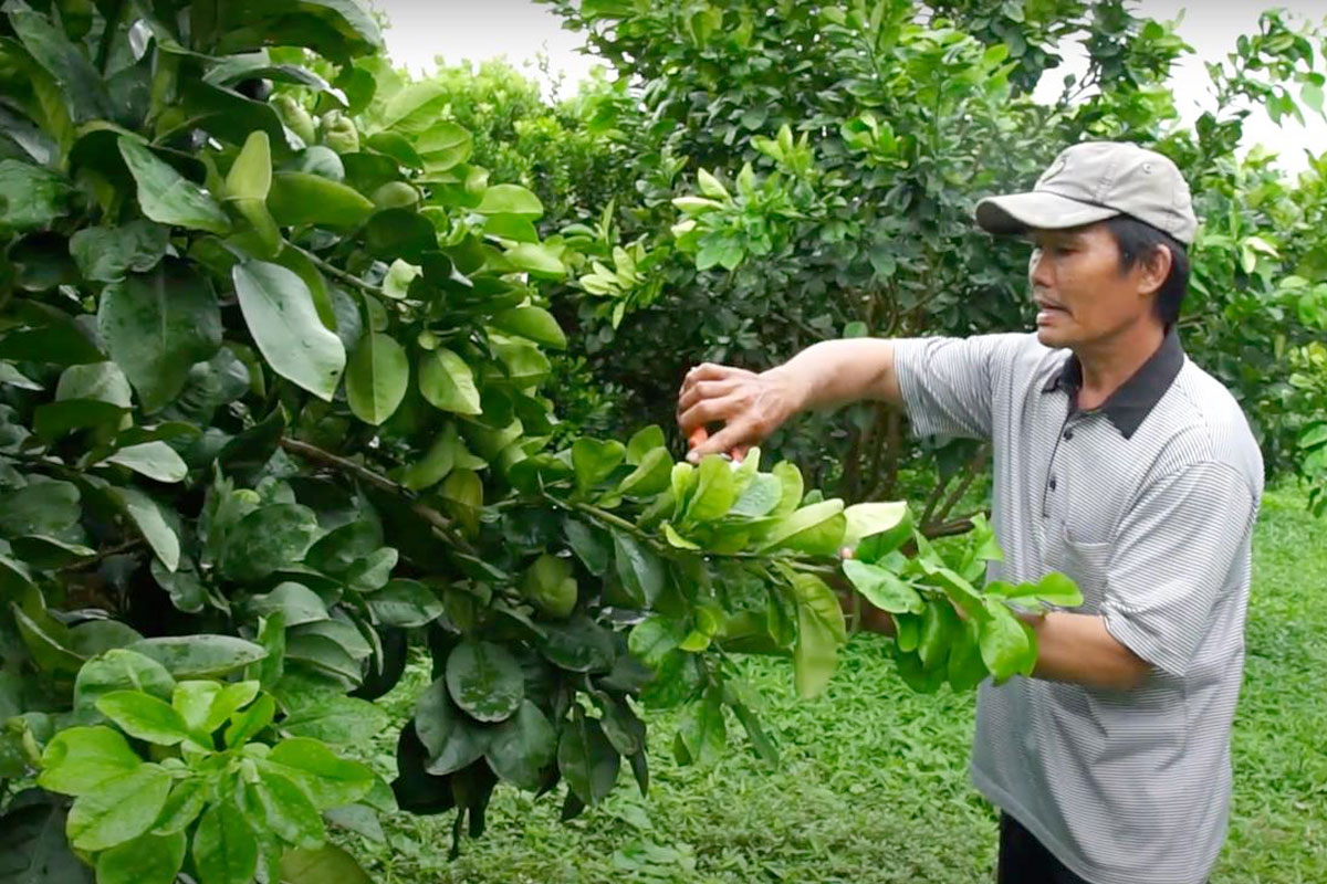 Cắt tỉa lá già, cành sâu trên cây Bưởi