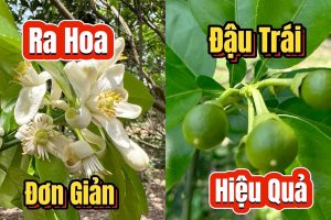 Kỹ thuật kích hoa, đậu trái cho cây Bưởi mà không cần dùng thuốc hóa học