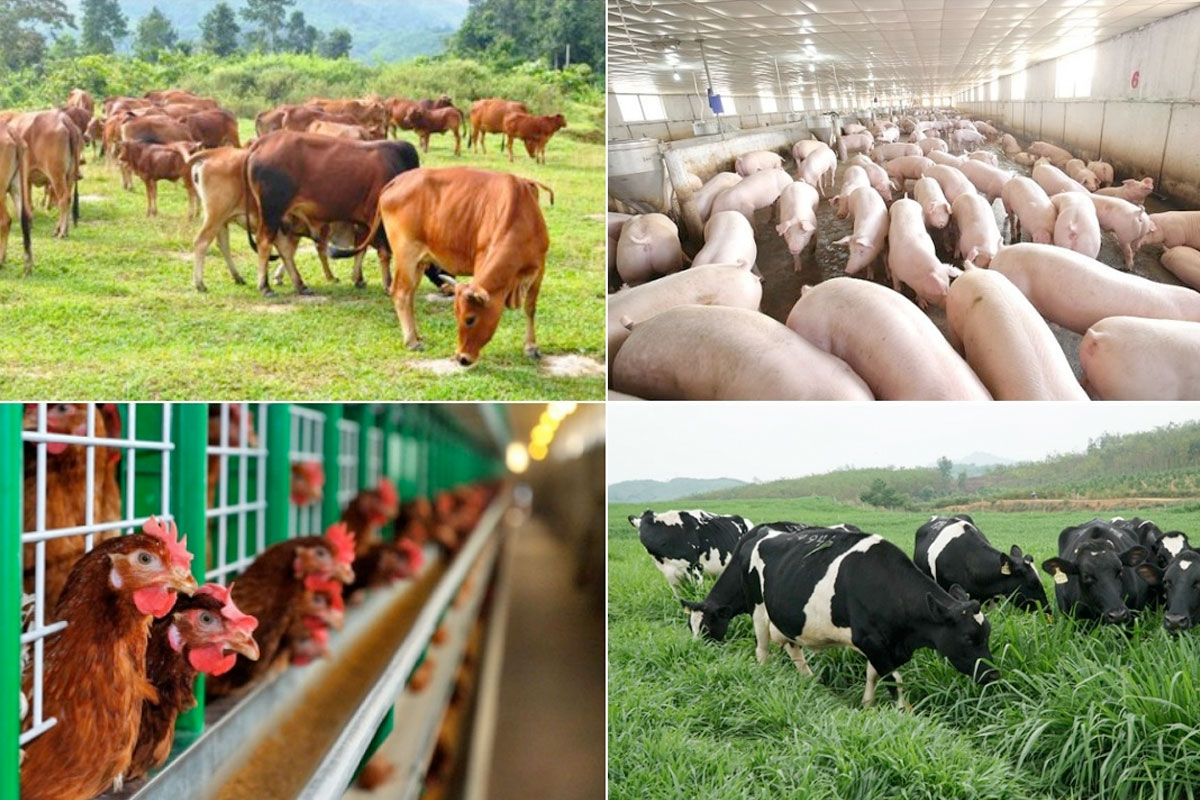 Mô hình trang trại khép kín hiện đại