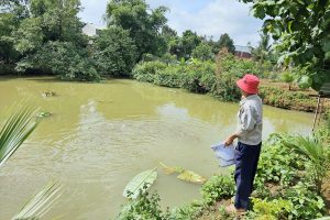 Mô hình VAC (Vườn ao chuồng) theo hướng nông nghiệp xanh