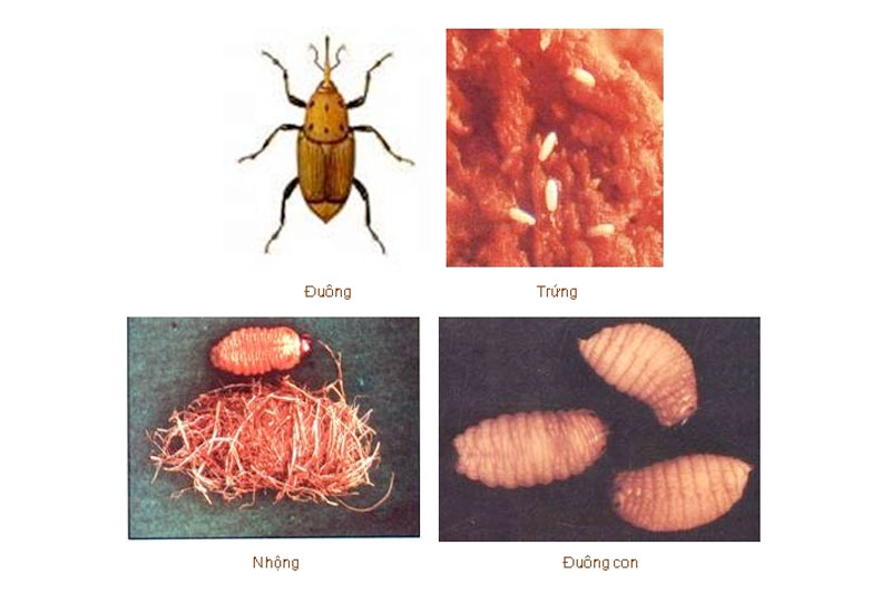 Quá trình phát triển của Đuông dừa