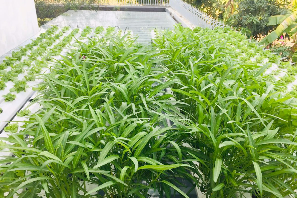Trồng rau muống trong Thùng xốp đang là xu hướng hiện nay