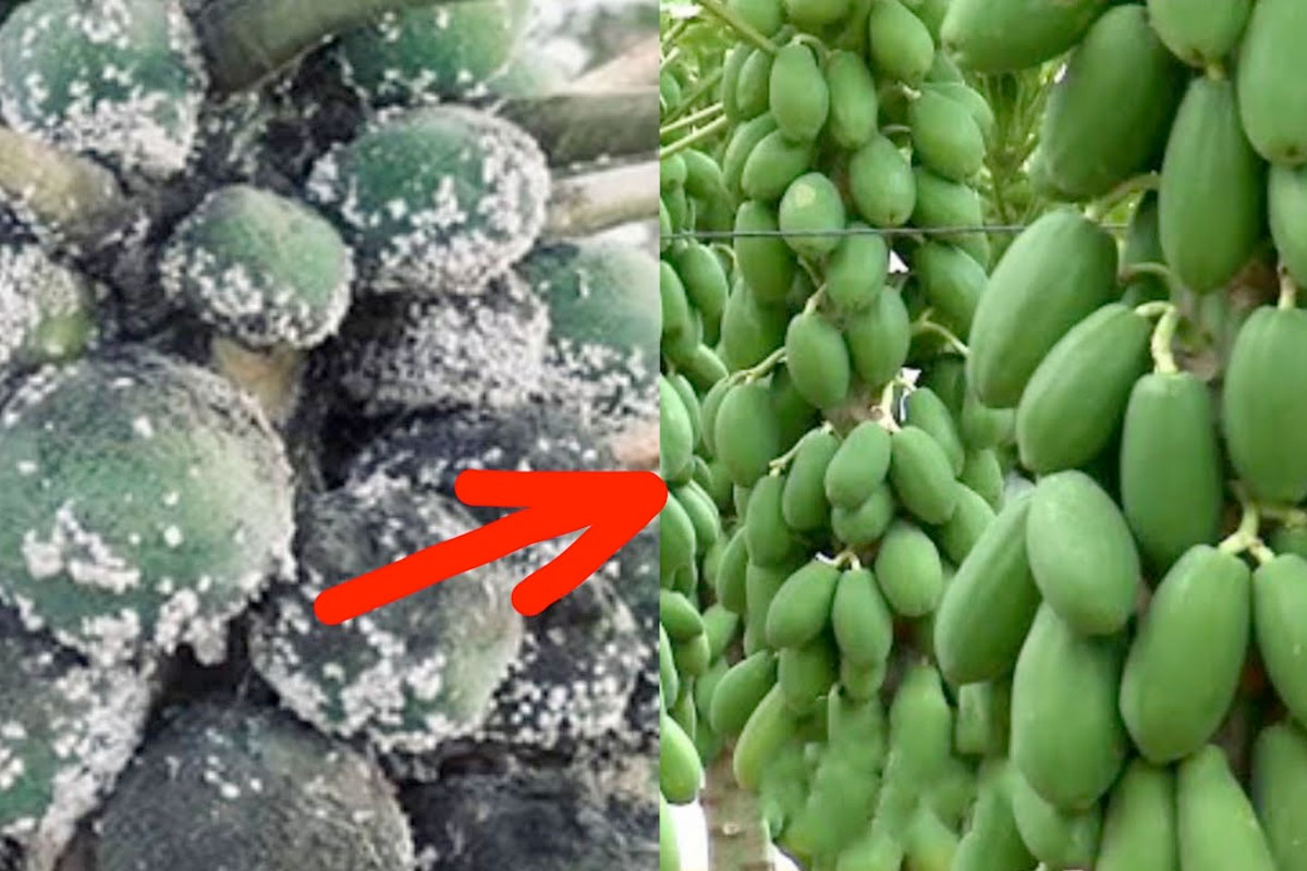 Rệp sám bám trên cây Đu đủ