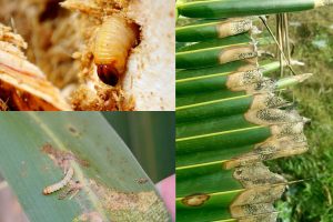 Sâu bệnh hại trên cây Dừa