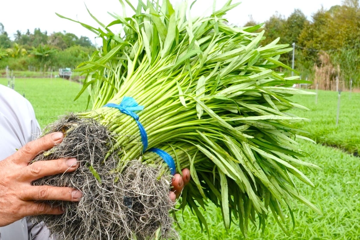 Sau 35-50 ngày là bạn có thể thu hoạch rau Muống hạt