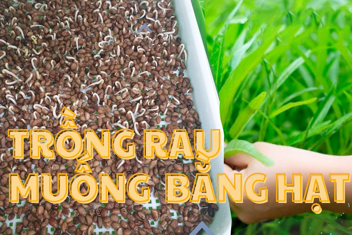 Trồng rau muống hạt là lựa chọn tiện dụng, tối ưu nhất
