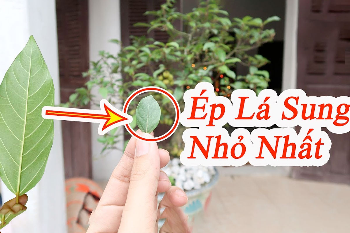 Cách ép lá Sung và lá Đa nhỏ lại