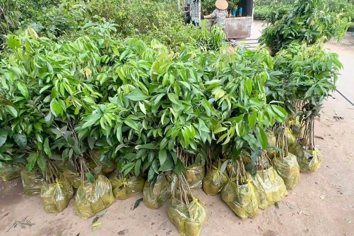 Chọn cây giống Vải thiều chất lượng tại Nhà vườn uy tín