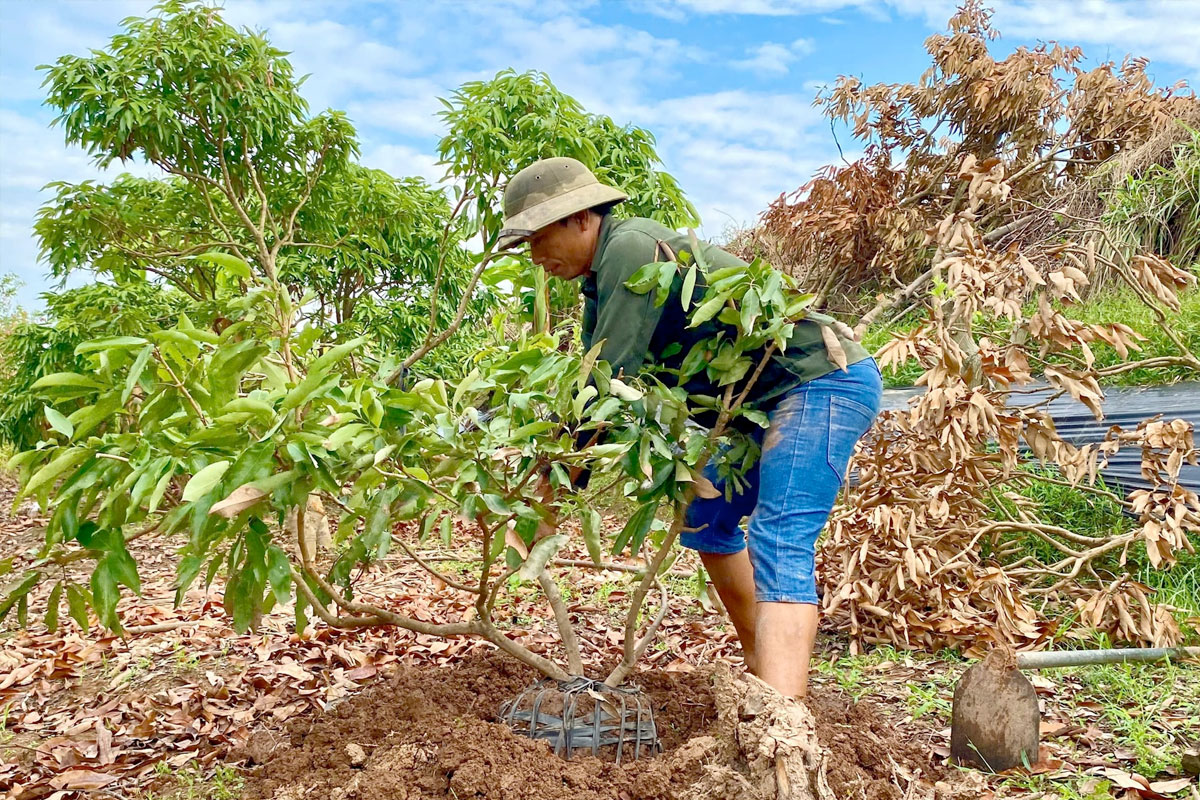 Khoảng cách trồng Vải thiều theo tiêu chuẩn Vietgap là 7mx7m