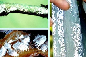 Rệp phấn trắng hại cây trồng