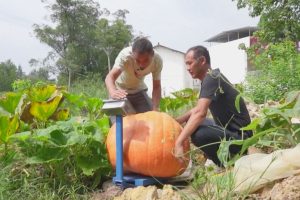Thu hoạch Bí ngô khổng lồ