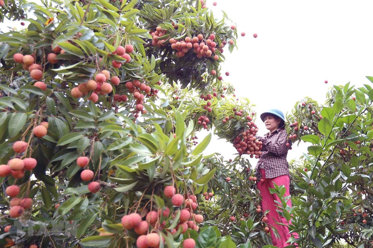 Thu hoạch Vải thiều khi trái đạt độ chín vừa