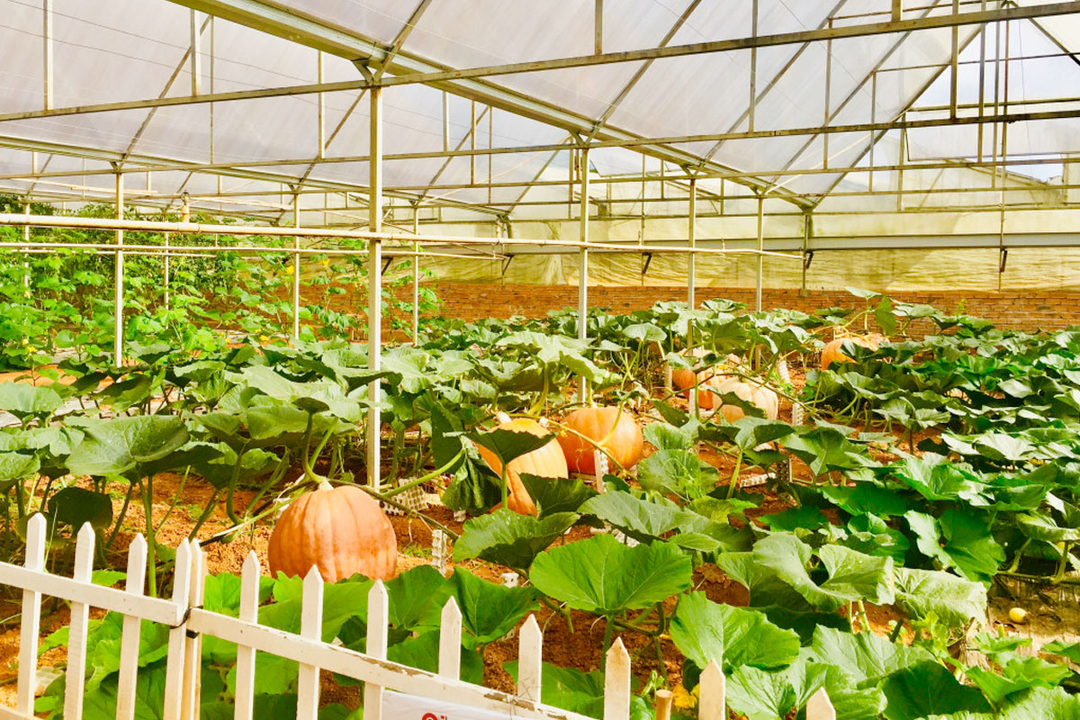 Vườn Bí ngô khổng lồ trồng nhà lưới
