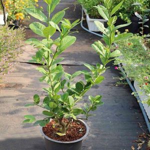 Cây giống Chanh vàng Úc không hạt