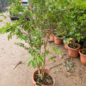 Cây giống Nho thân gỗ tứ quý