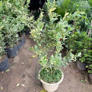 Cây giống Chanh cẩm thạch