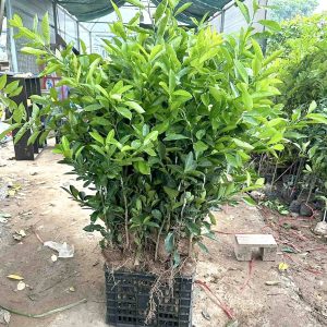Cây giống Chanh chùm Hàm Yên