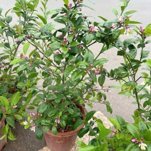 Cây giống Chanh đỏ đang hoa