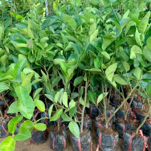 Cây giống Chanh không hạt ra trái quanh năm