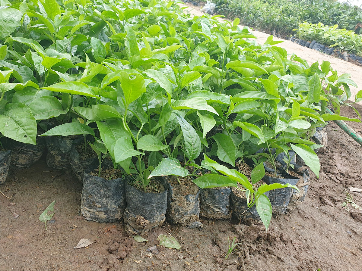 Cây giống Chanh leo tại Vườn ươm