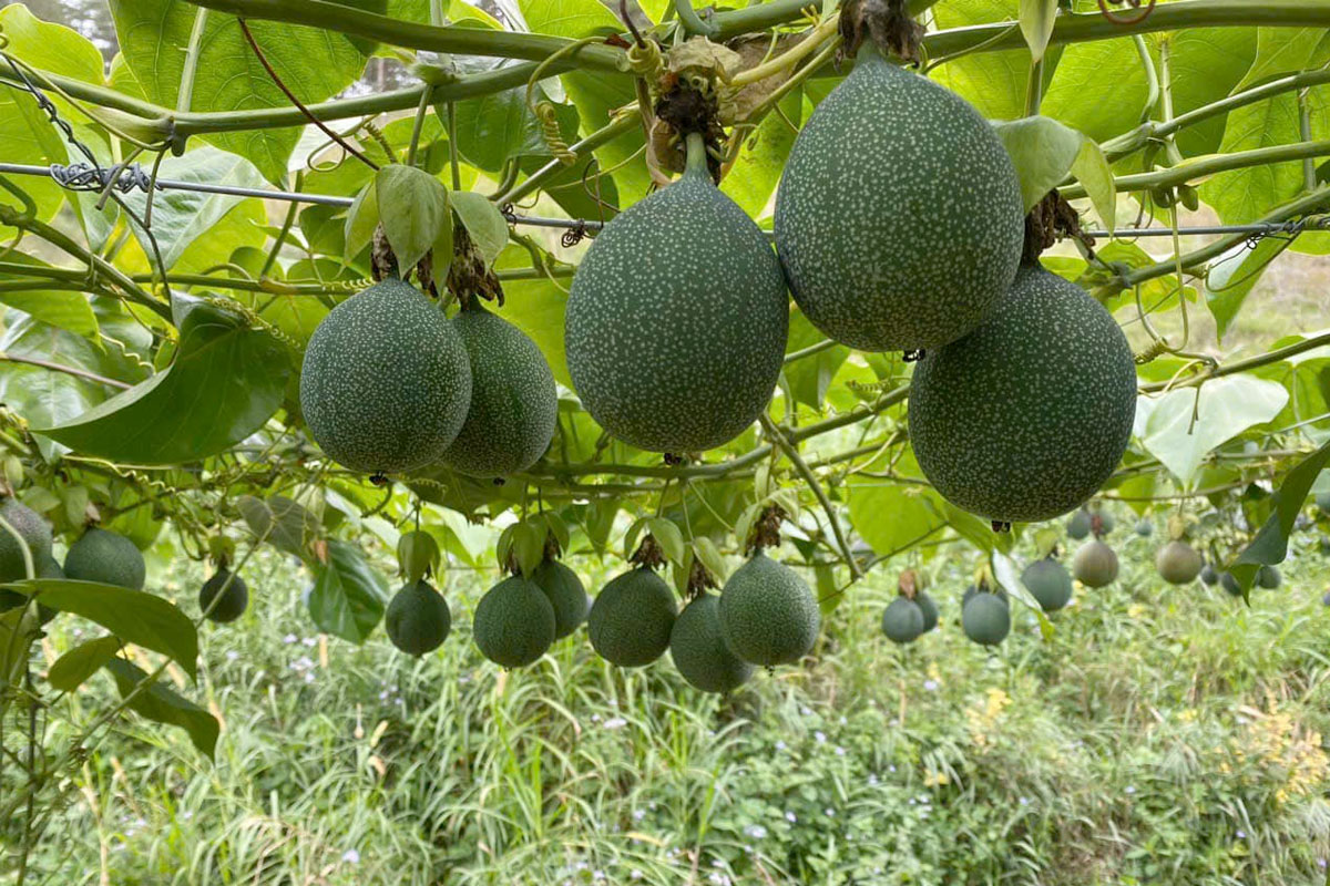 Làm giàn leo cho Chanh dây Colombia ra sai quả hơn