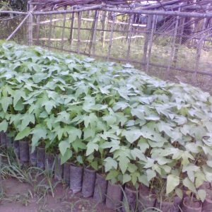 Cây giống Đu đủ vàng, quả ngọt, năng suất cao