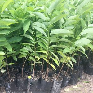 Cây giống Na tím