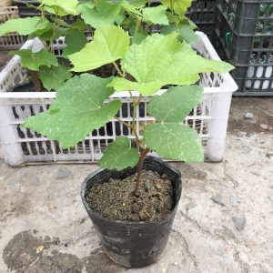 Cây giống Nho ngón tay Ninh Thuận