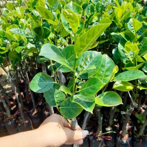 Cây giống Mít không hạt