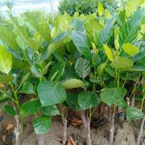 Cây giống Mít quả dài Malaysia