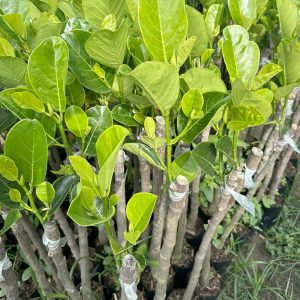 Cây giống Mít ruột đỏ